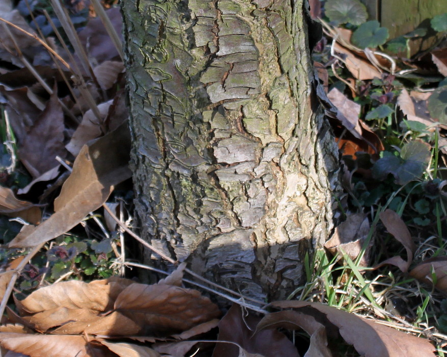 Image of Pyrus pyraster specimen.