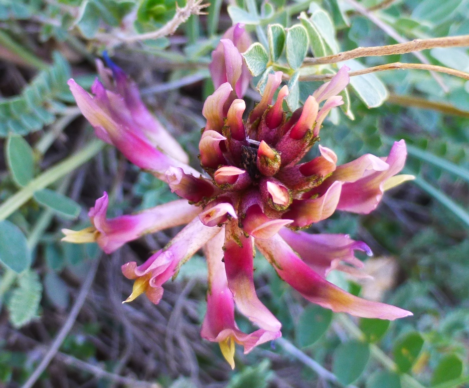 Image of Astragalus brachycarpus specimen.