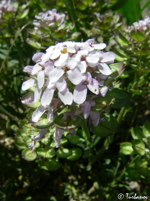 Image of Iberis simplex specimen.