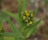 Hypericum rumeliacum