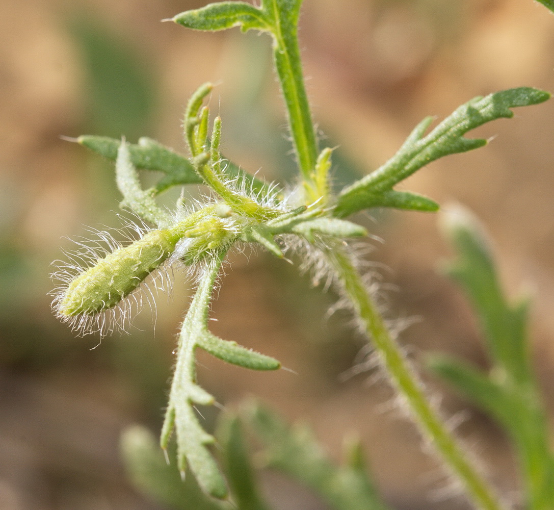 Image of Roemeria hybrida specimen.