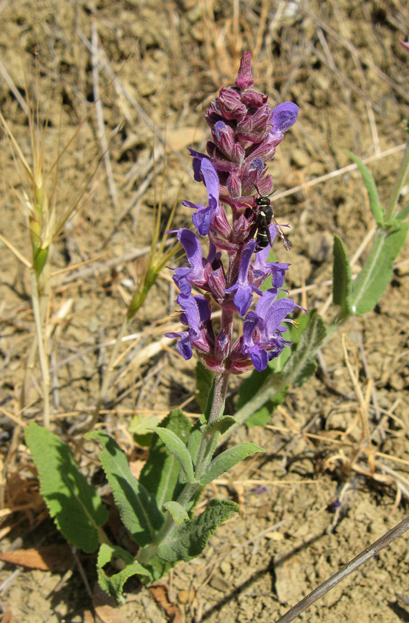 Изображение особи Salvia tesquicola.