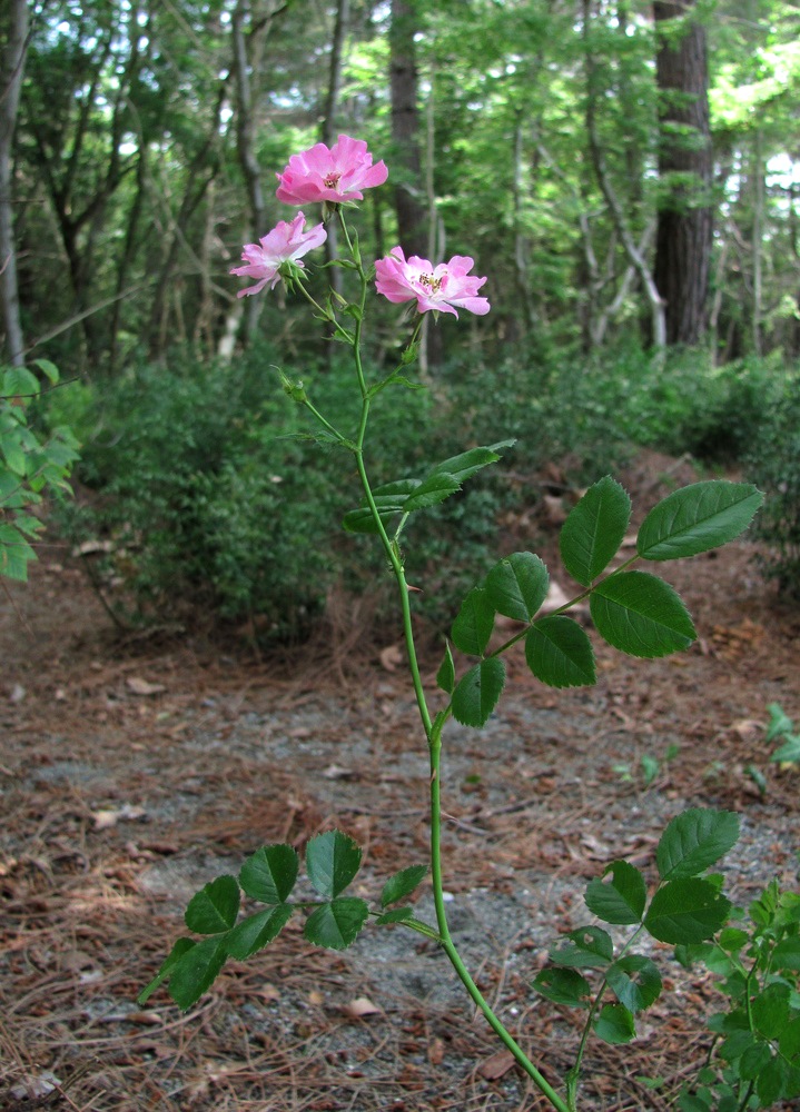 Image of genus Rosa specimen.