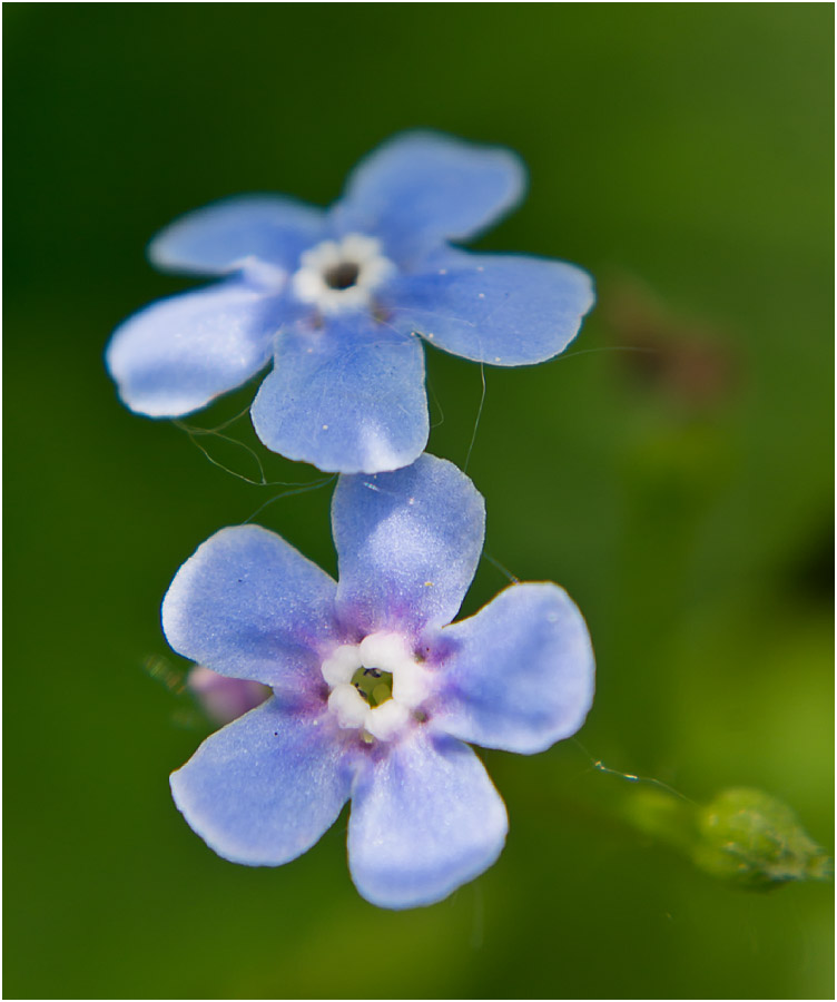 Image of Brunnera sibirica specimen.