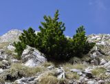 Pinus heldreichii