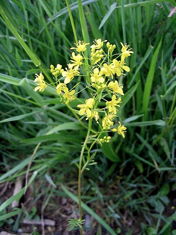 Изображение особи Rorippa sylvestris.