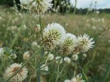 Trifolium montanum