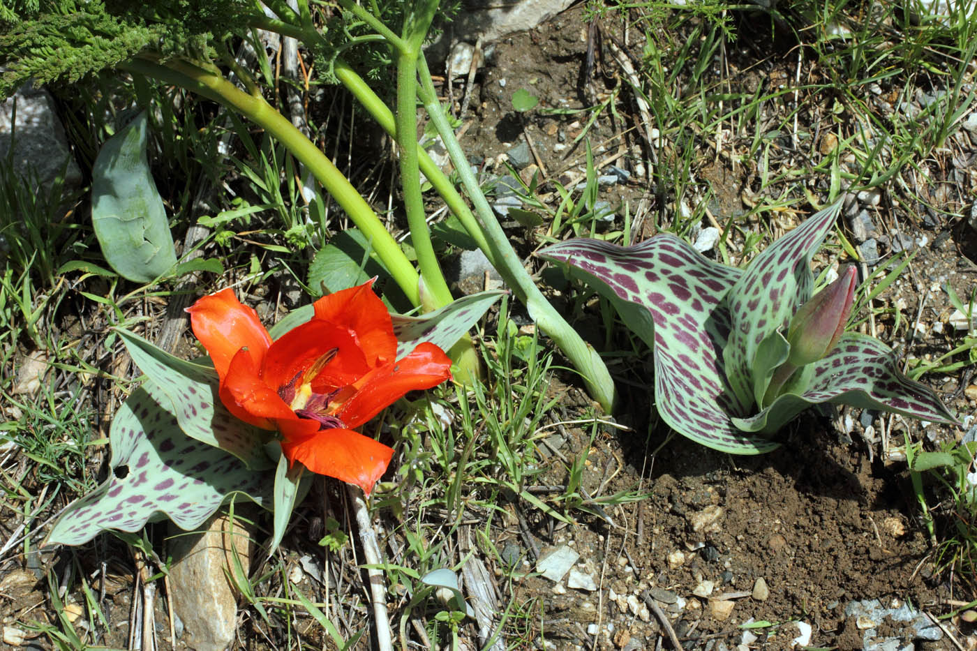 Image of Tulipa greigii specimen.