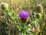 Cirsium serrulatum. Верхушка растения с соцветиями. Краснодарский край, окр. г. Крымск. 11.07.2013.