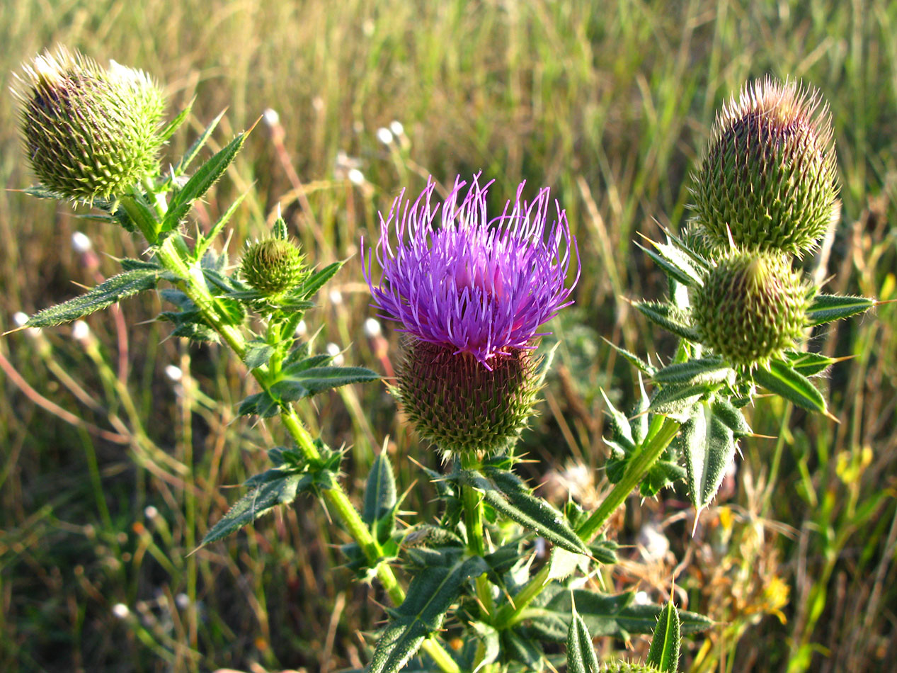 Изображение особи Cirsium serrulatum.