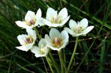 Parnassia palustris