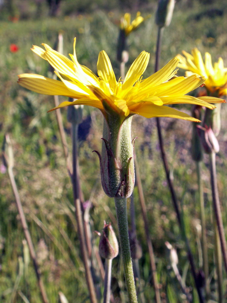 Image of Scorzonera inconspicua specimen.