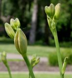 Hemerocallis yezoensis