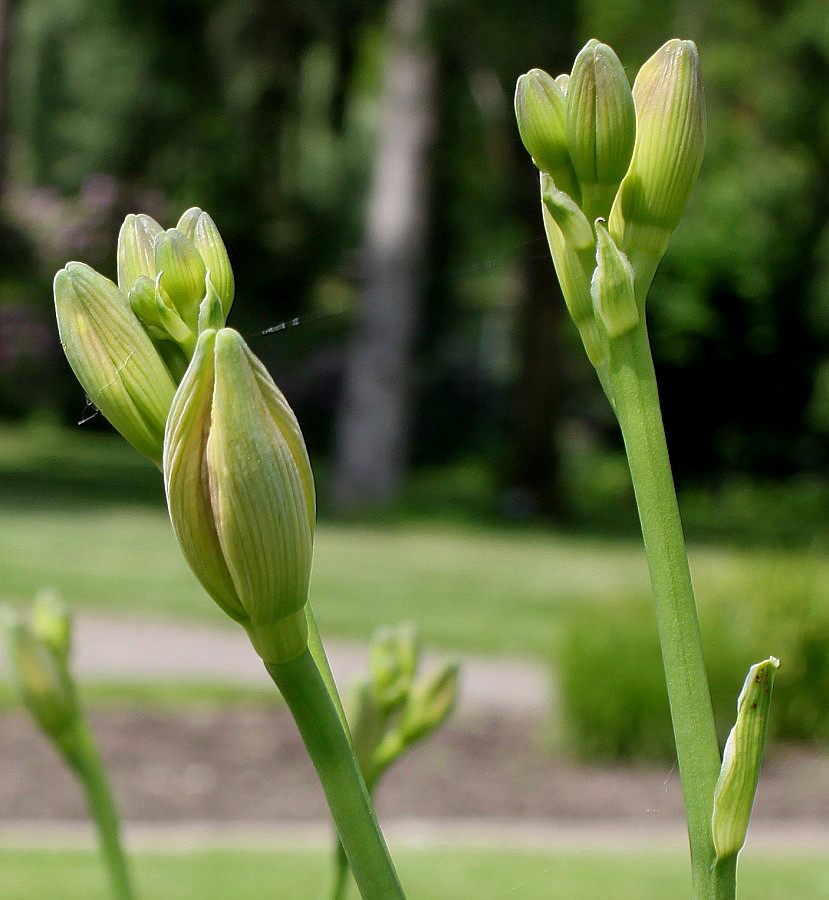 Изображение особи Hemerocallis yezoensis.