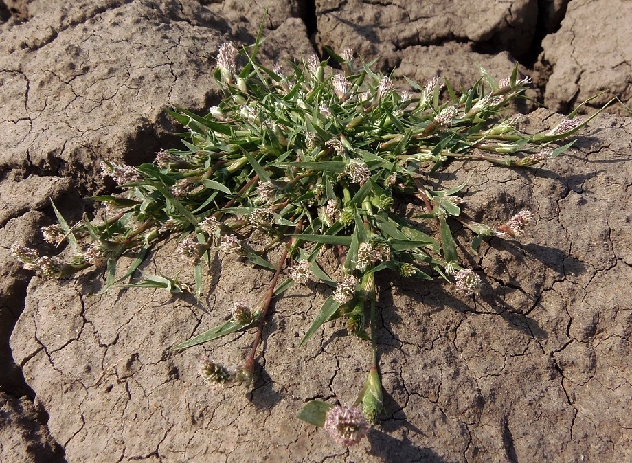 Image of Crypsis schoenoides specimen.
