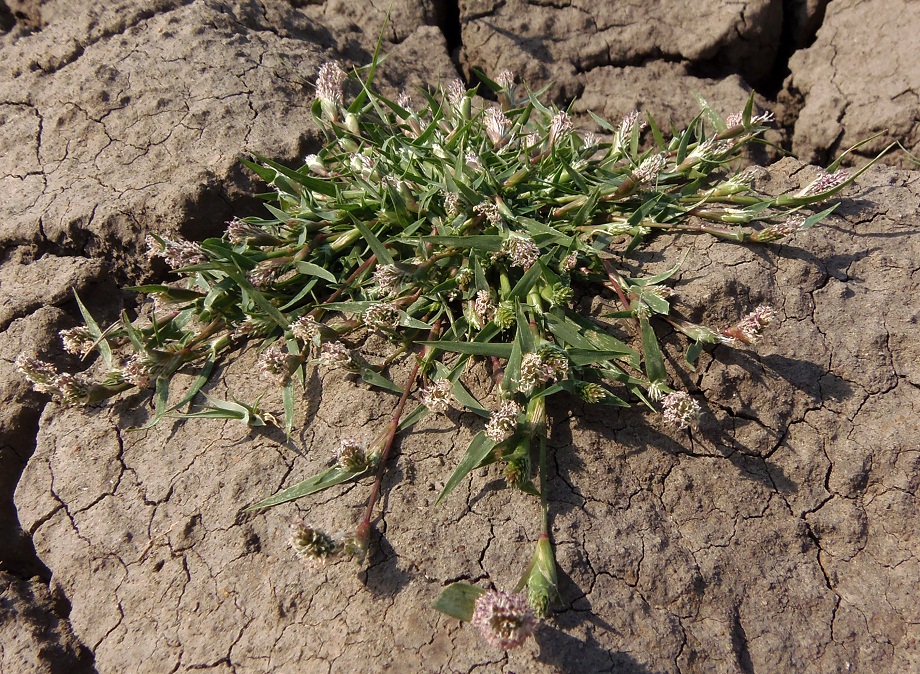 Image of Crypsis schoenoides specimen.