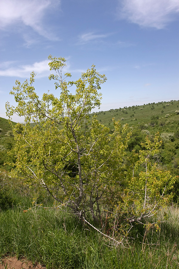 Image of Acer semenovii specimen.