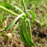 Смотреть изображение род Crepis