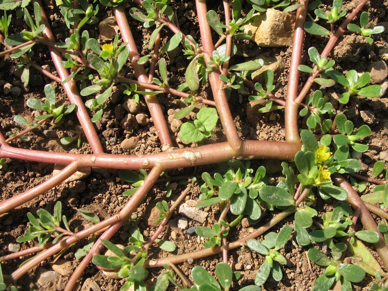 Image of Portulaca oleracea specimen.