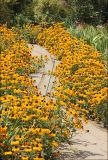 род Rudbeckia. Группа цветущих растений. Крым, Ялтинский горсовет, пос. Никита, Никитский ботанический сад, в культуре. 5 августа 2013 г.