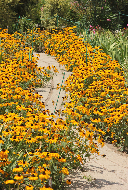 Изображение особи род Rudbeckia.