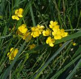 Ranunculus acris