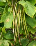 Catalpa bignonioides. Соплодие и листья. Крым, г. Севастополь, городское озеленение. Сентябрь 2013 г.