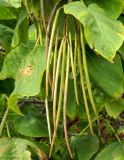 Catalpa bignonioides