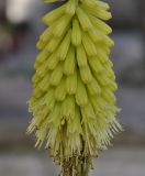 Kniphofia uvaria