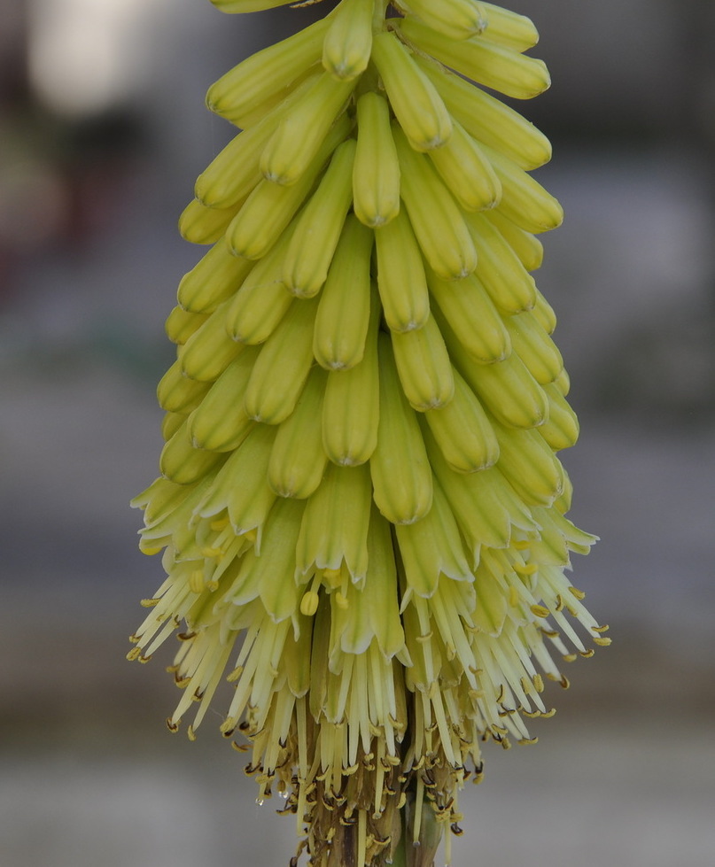 Image of Kniphofia uvaria specimen.