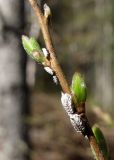 Spiraea media. Часть побега с распускающимися почками и насекомыми. Архангельская обл., Холмогорский р-н, окр. пос. Мал. Товра, в лесу близ реки. 19.05.2013.