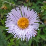 Erigeron heterochaeta