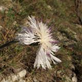 Psephellus declinatus variety albus. Соцветие с подлетающей мухой-журчалкой. Краснодарский край, Абинский р-н, хр. Грузинка, гора Шизе. 02.11.2013.