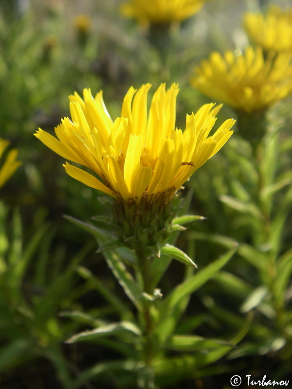 Изображение особи Inula ensifolia.