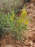 Astragalus caraganae