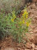 Astragalus caraganae. Цветущее растение. Армения, Вайоц Дзор, Нораванк. 11.05.2013.