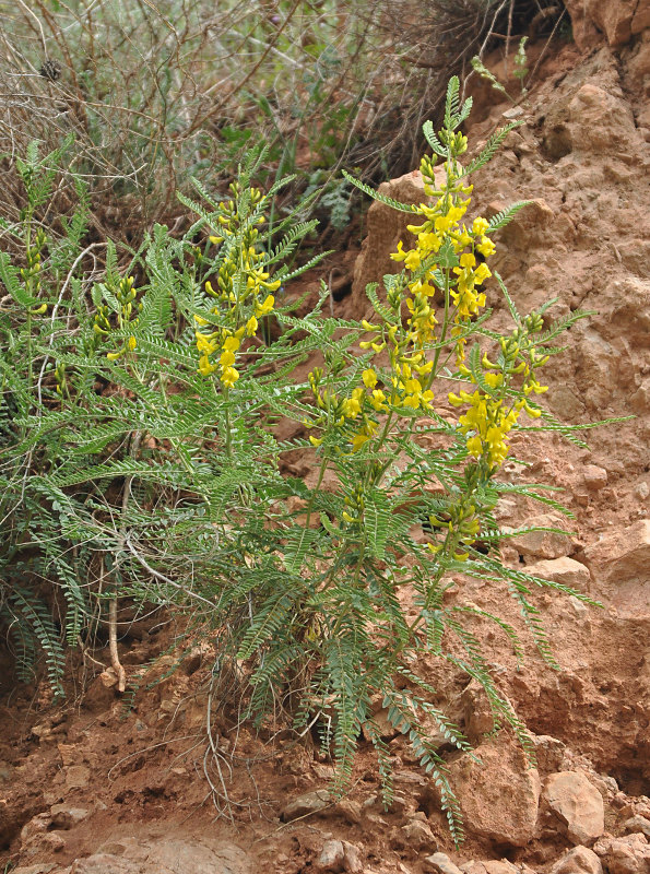 Изображение особи Astragalus caraganae.