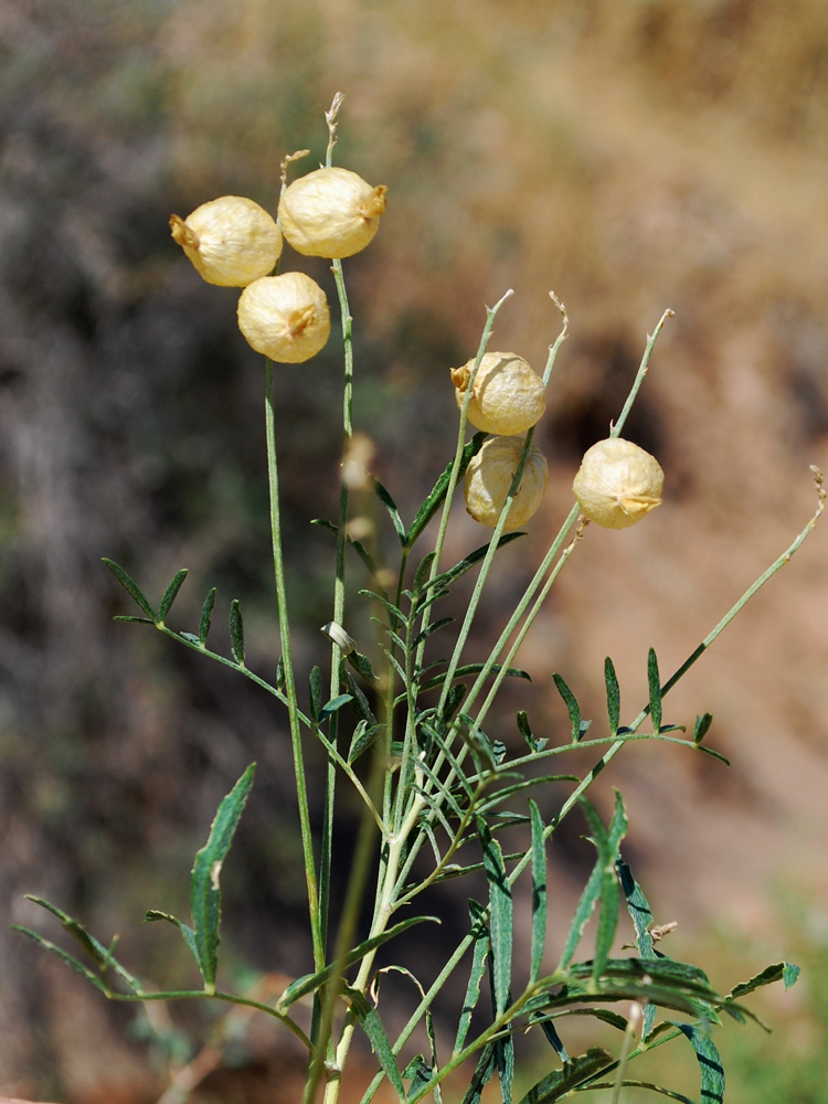 Изображение особи Astragalus krauseanus.