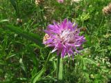 Centaurea jacea. Верхушка цветущего растения. Вологодская обл., Великоустюгский р-н, урочище Опоки, правый берег р. Сухона. 06.07.2013.