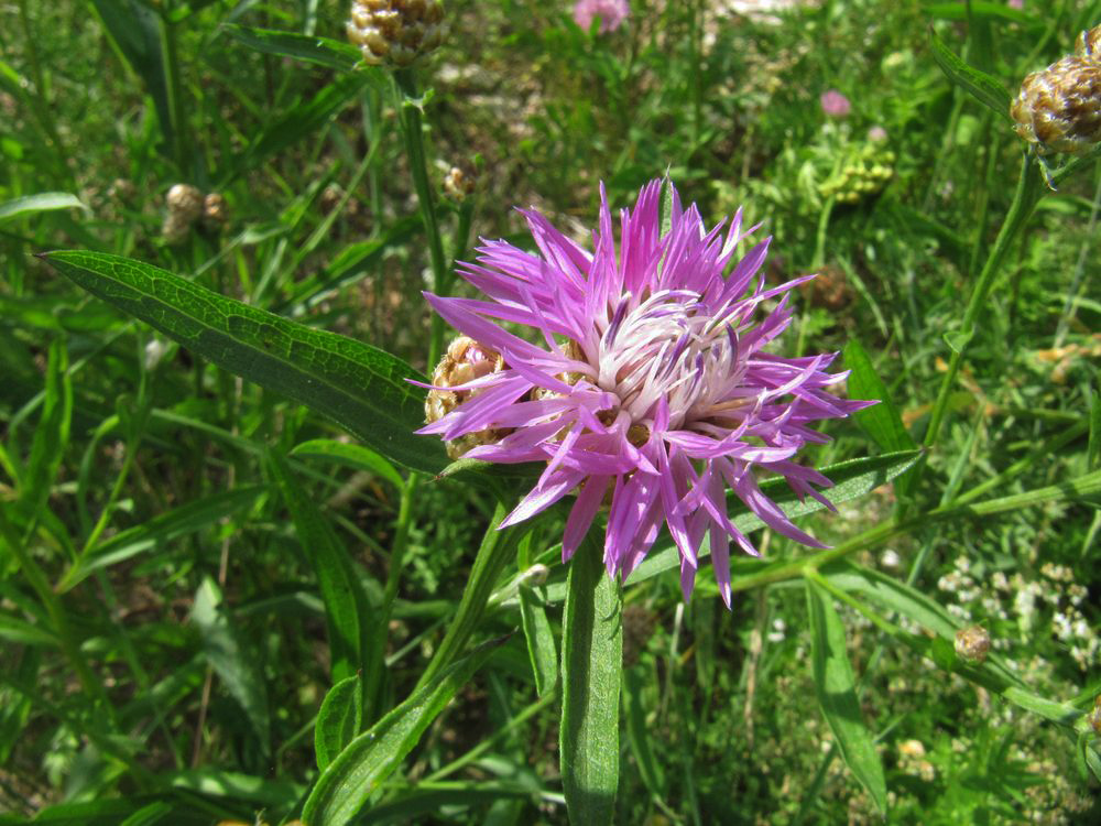 Image of Centaurea jacea specimen.
