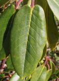 Rhododendron campanulatum