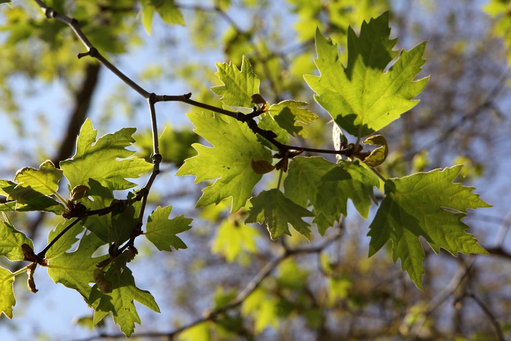 Изображение особи Platanus orientalis.