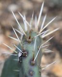 род Opuntia