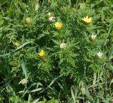 Adonis villosa