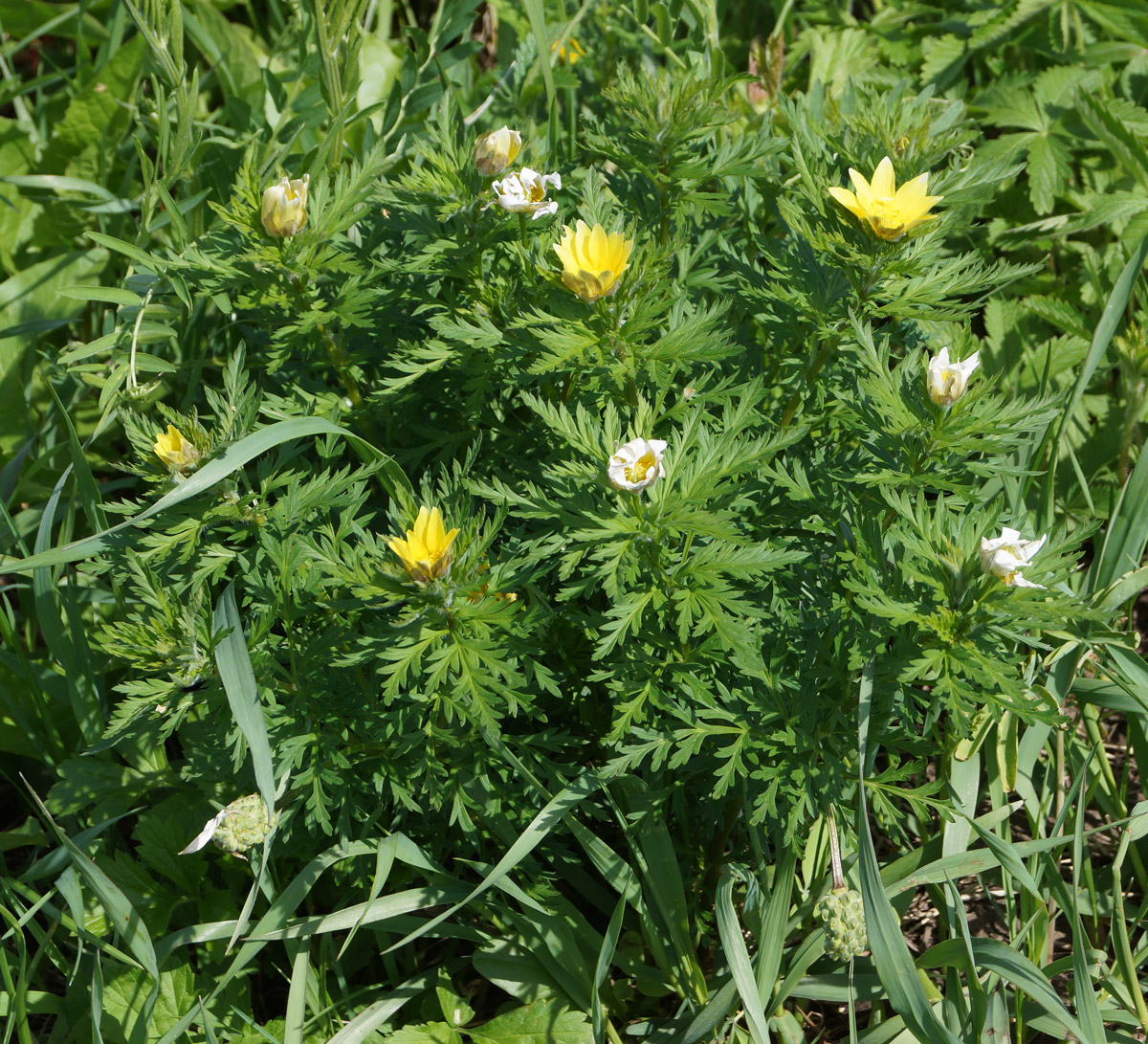 Image of Adonis villosa specimen.