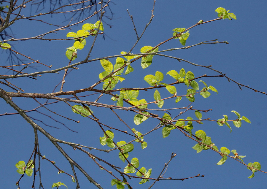 Image of Betula dauurica specimen.