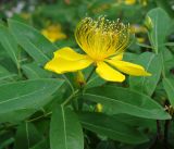 род Hypericum