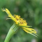 Tragopogon dubius subspecies major. Соцветие. Ростовская обл., Неклиновский р-н, Николаевское с/п, балка. 23.05.2014.