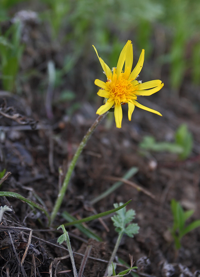 Image of Scorzonera radiata specimen.