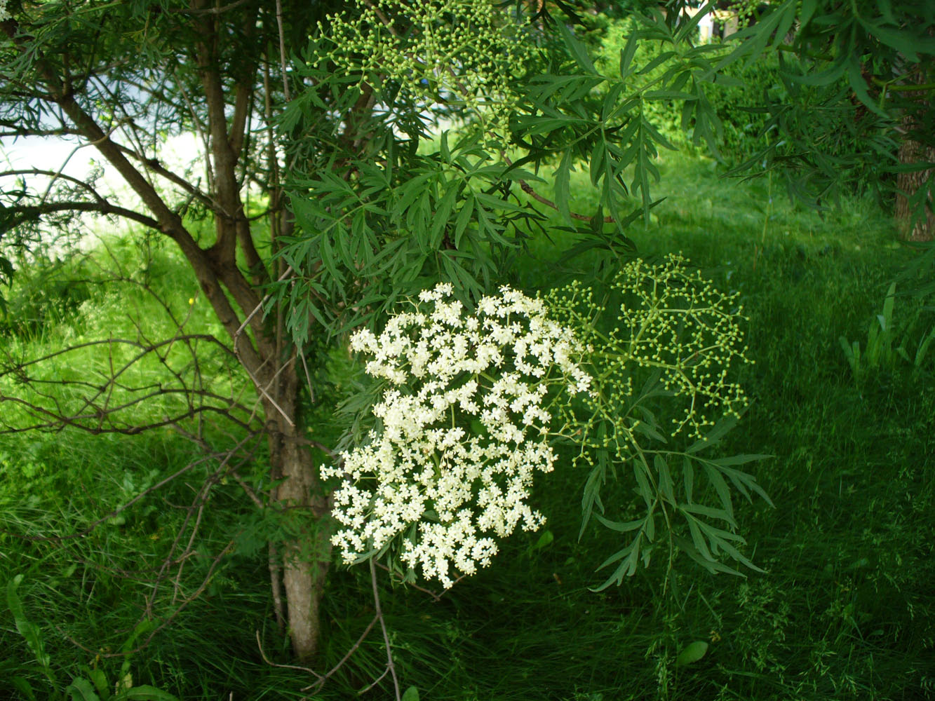 Image of Sambucus nigra f. laciniata specimen.